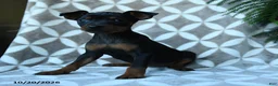 Miniature Pinscher dogs for sale: Shirley - Ad 2
