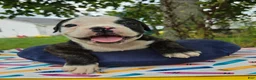 Olde English Bulldogge dogs for sale: Alice - Ad 6
