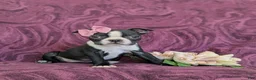 Boston Terrier dogs for sale: Samantha - Ad 3