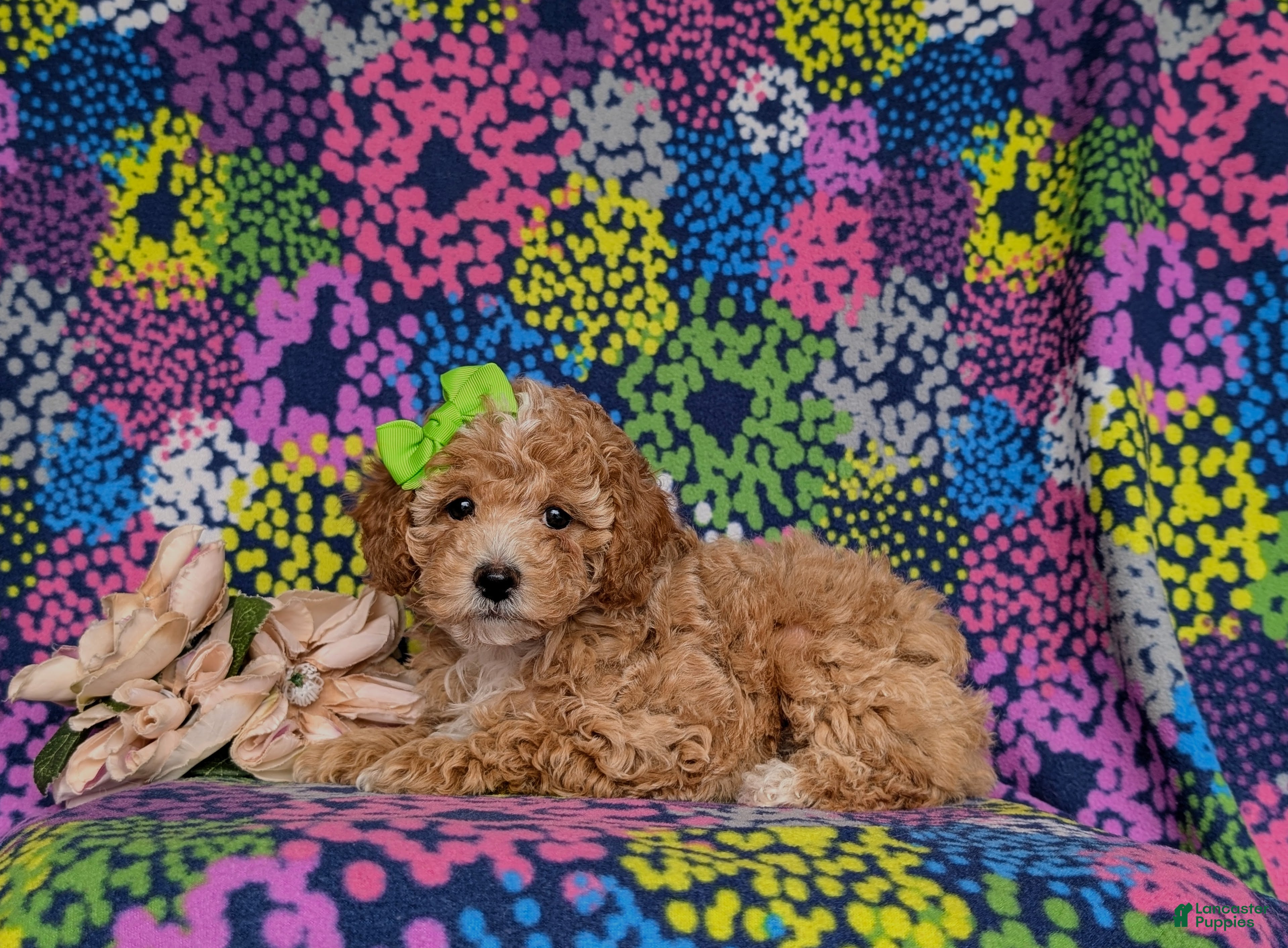 Miniature Poodle dogs for sale: Pheobe - Ad 5