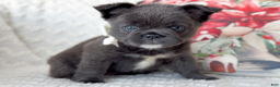 French Bulldog dogs for sale: Dancer Blue Fluffy  - Ad 1