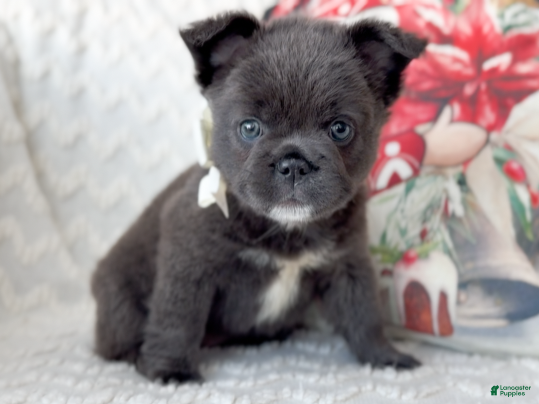 French Bulldog dogs for sale: Dancer Blue Fluffy  - Ad 1