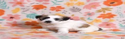 Coton De Tulear dogs for sale: Honey - Ad 10