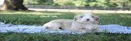 Mini Goldendoodle dogs for sale: Vinnie - Ad 7