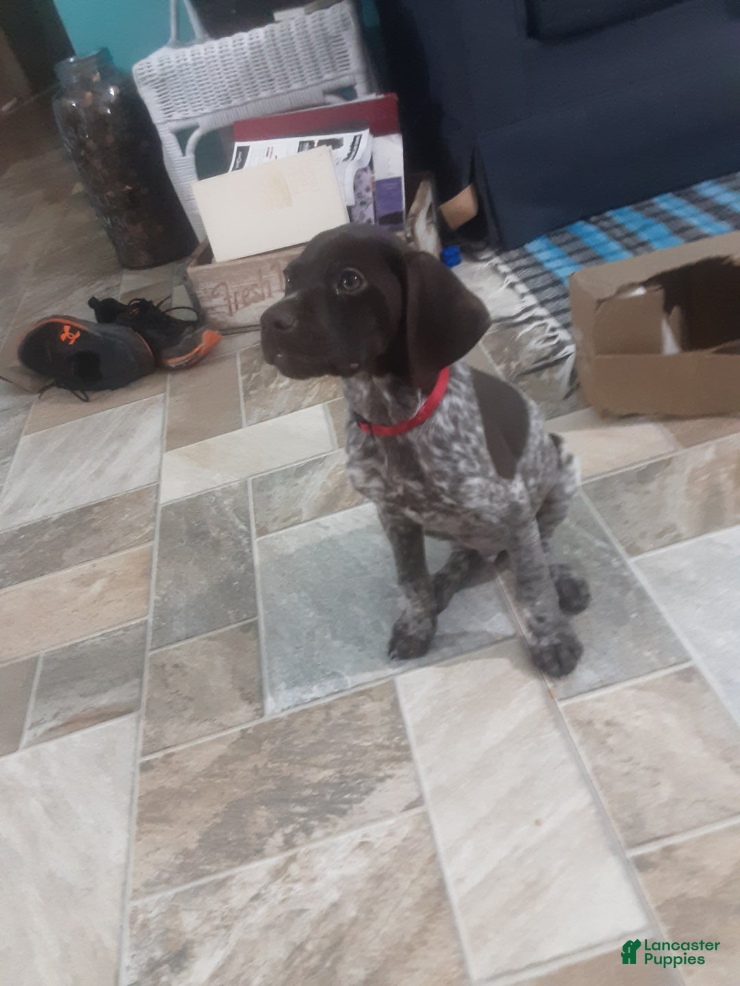 German Shorthaired Pointer dogs for sale: German Shorthaired Pointer Puppy 1 - Ad 1
