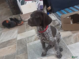 German Shorthaired Pointer dogs German Shorthaired Pointer Puppy 1 - Ad 30