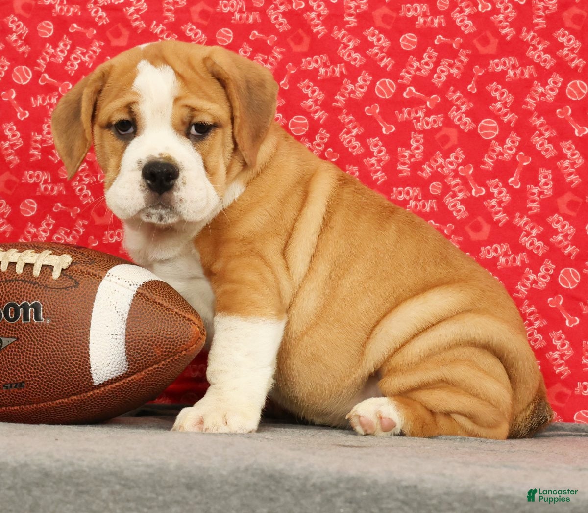 Beabull dogs Zoey - Ad 1