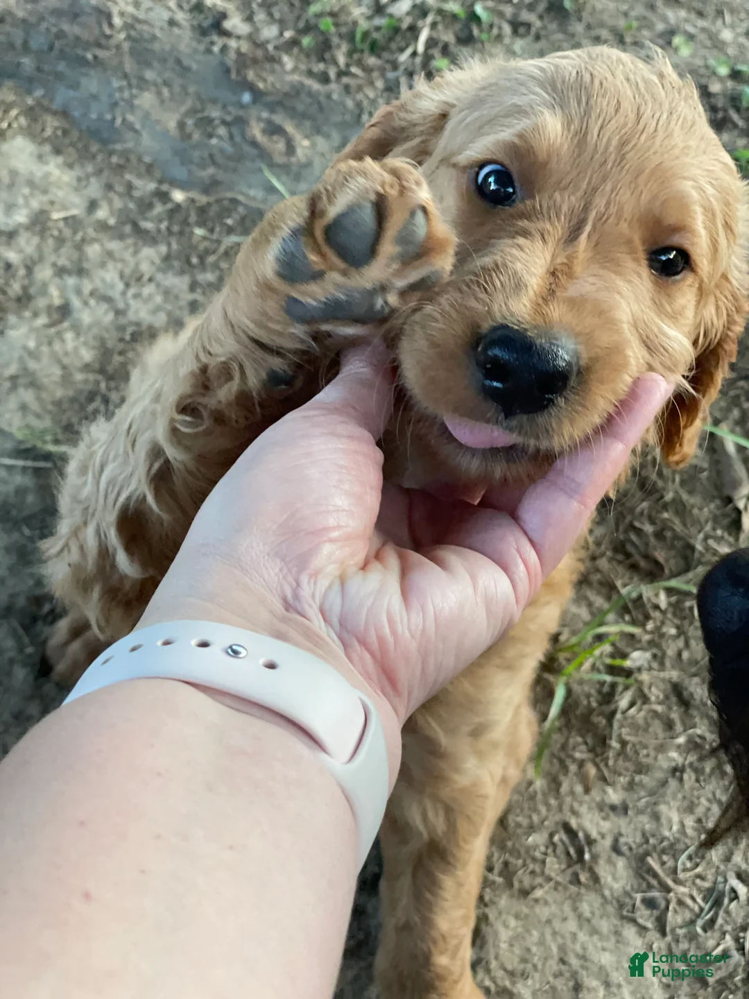 Goldendoodle dogs for sale: Goldendoodle 4 - Ad 2