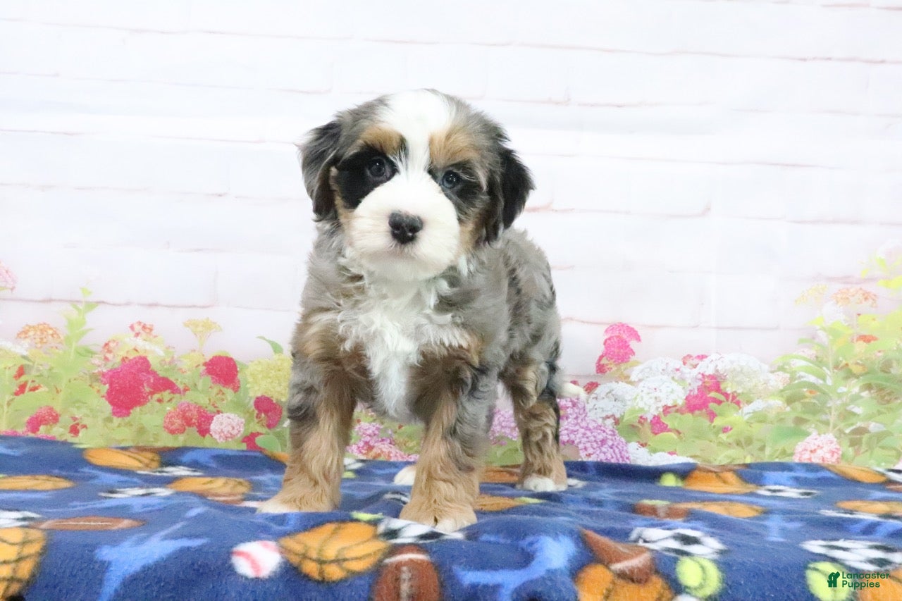 Mini Bernedoodle dogs Libby - Ad 1