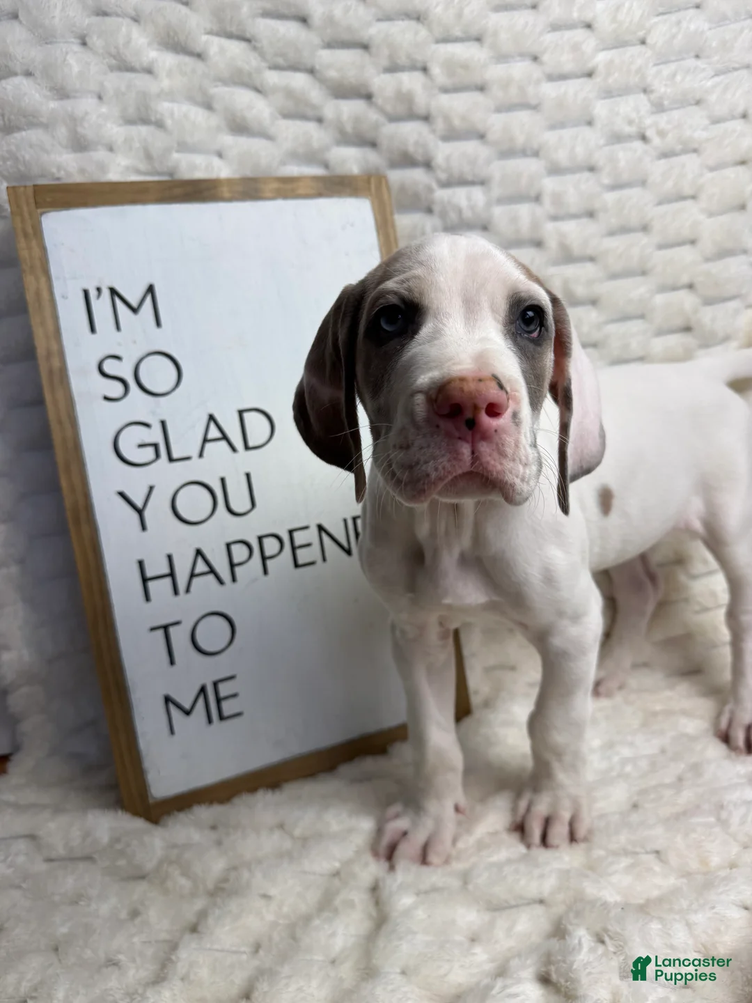 Great Dane dogs for sale: Blue Fawnquin Headed Pied (Heavy Euro) - Ad 1