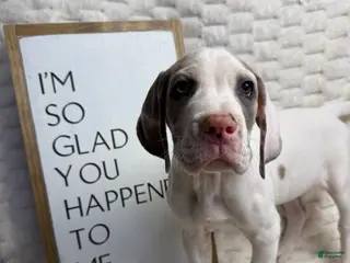 Great Dane dogs Blue Fawnquin Headed Pied (Heavy Euro) - Ad 24