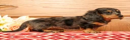 Miniature Dachshund dogs for sale: Tina - Ad 2