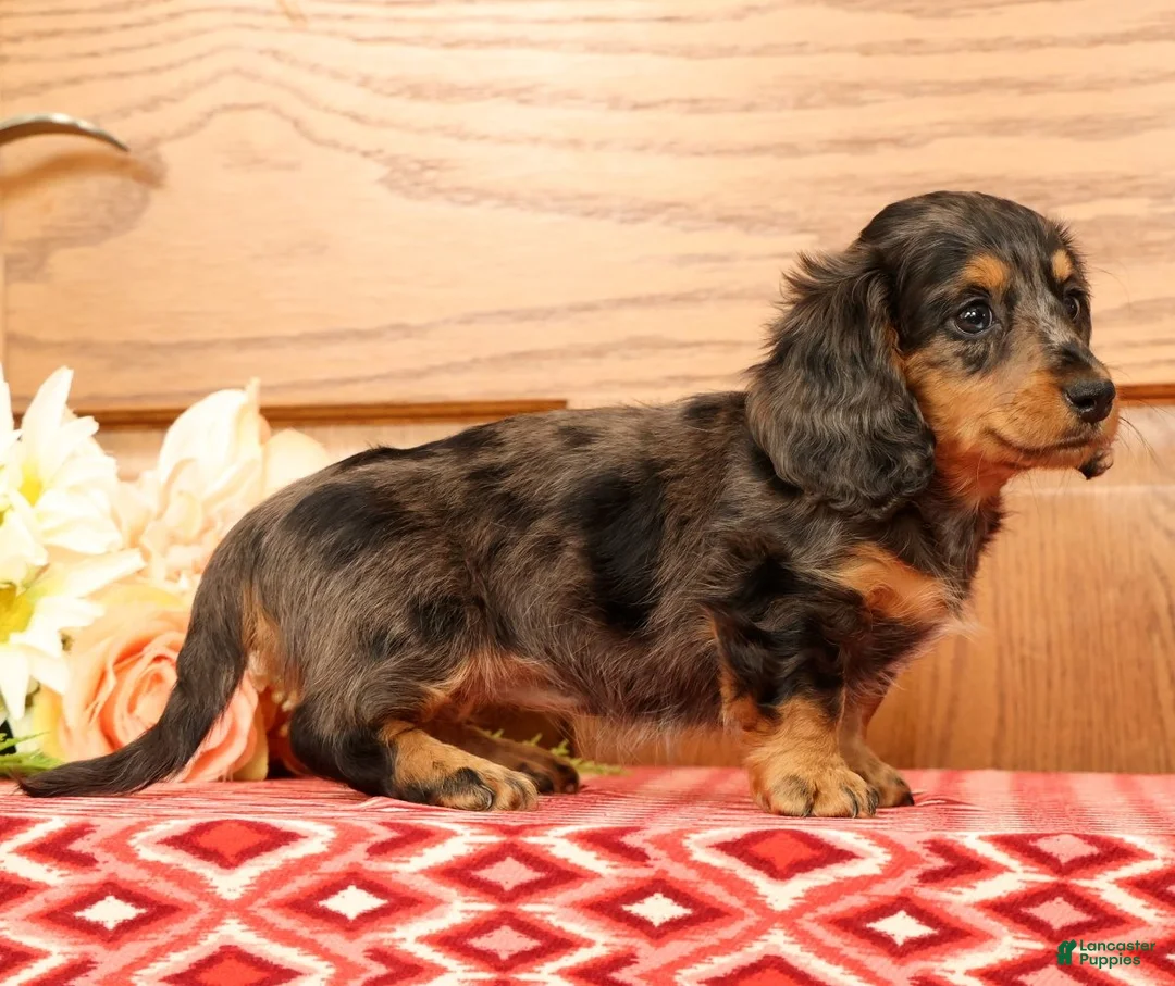 Miniature Dachshund dogs for sale: Tina - Ad 2