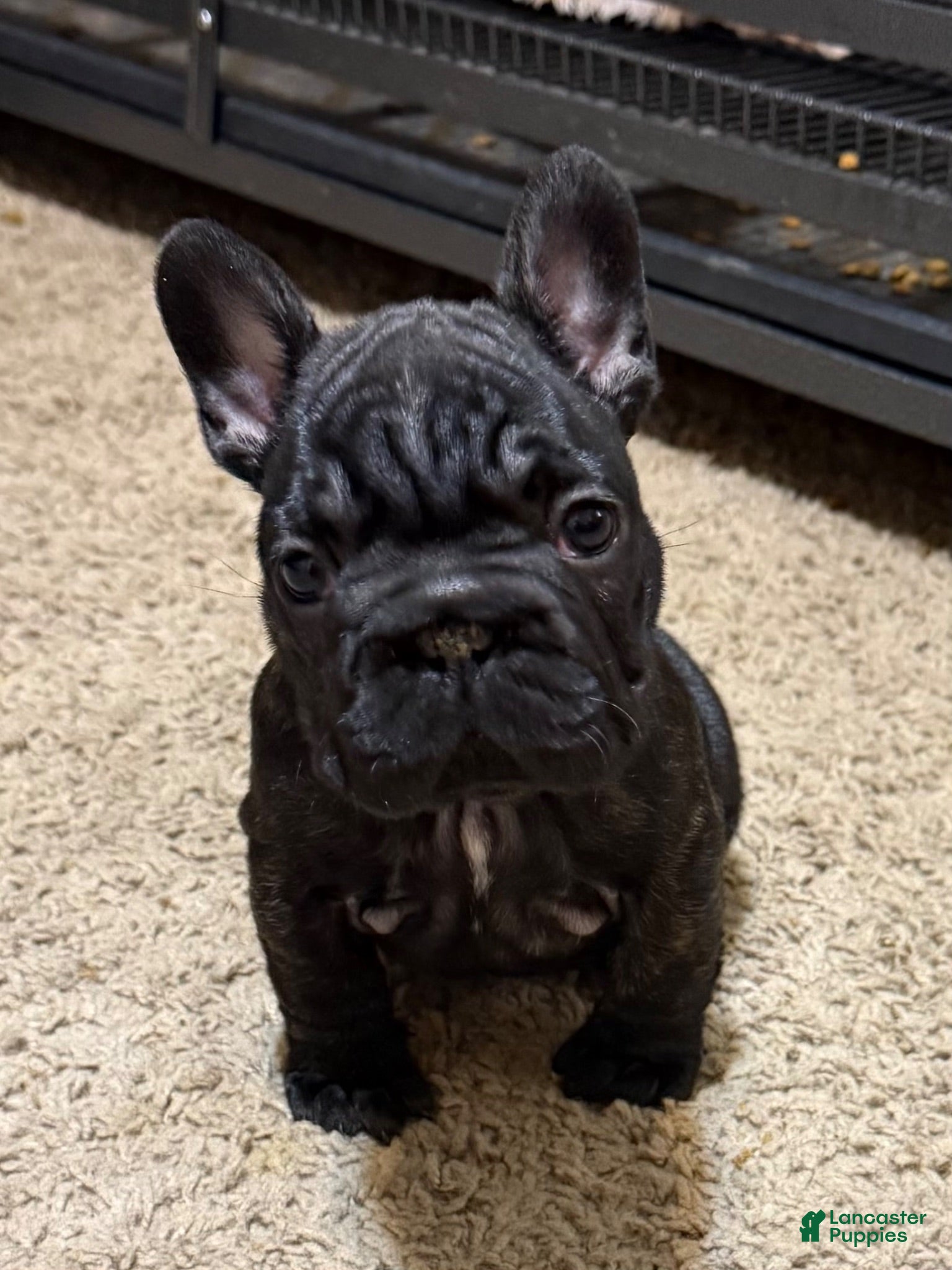 French Bulldog dogs Midnight - Ad 1