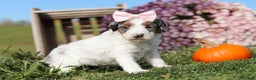 Mini Bernedoodle dogs for sale: Chloe - Ad 4