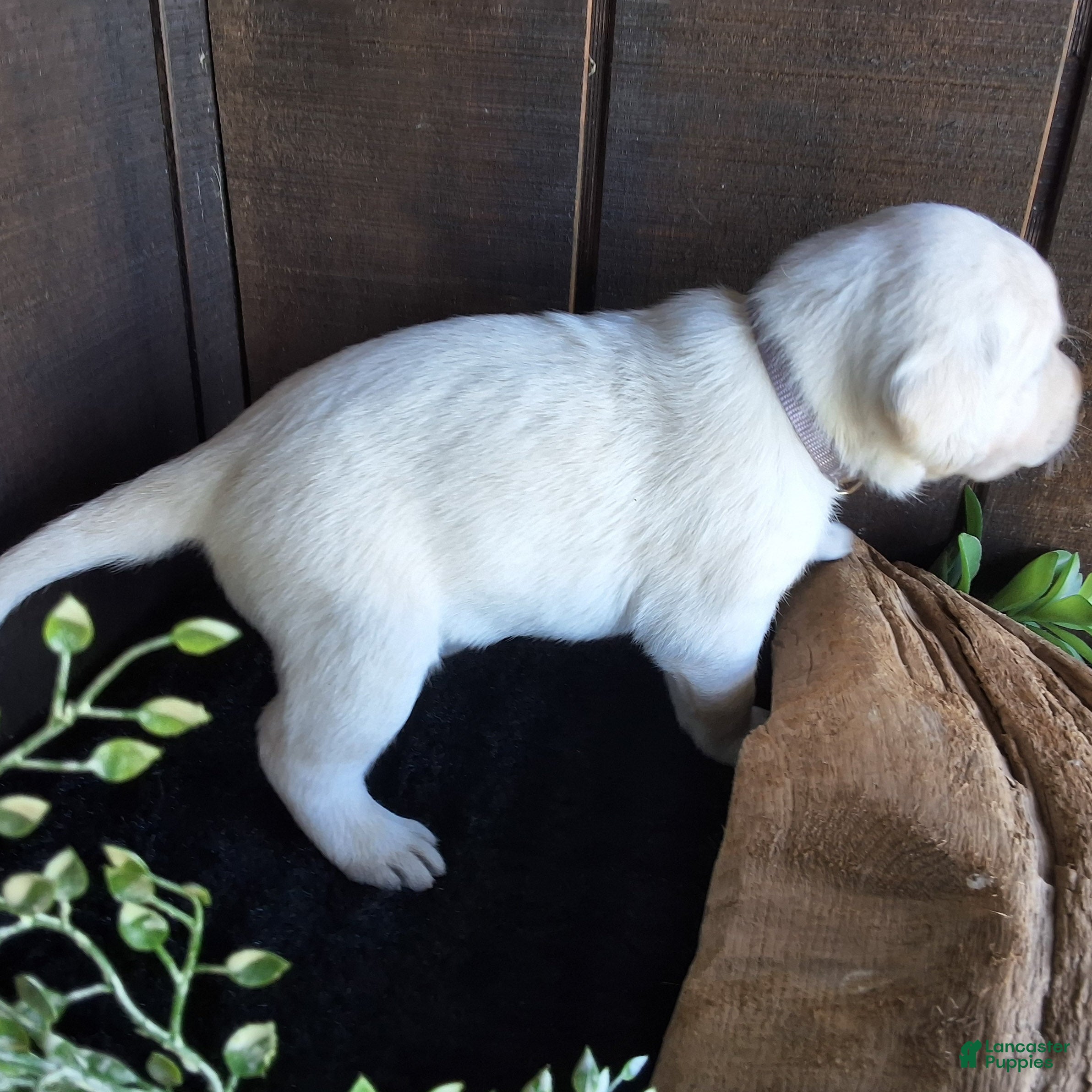 Labrador Retriever dogs Evie Labrador Retriever 6 - Ad 2
