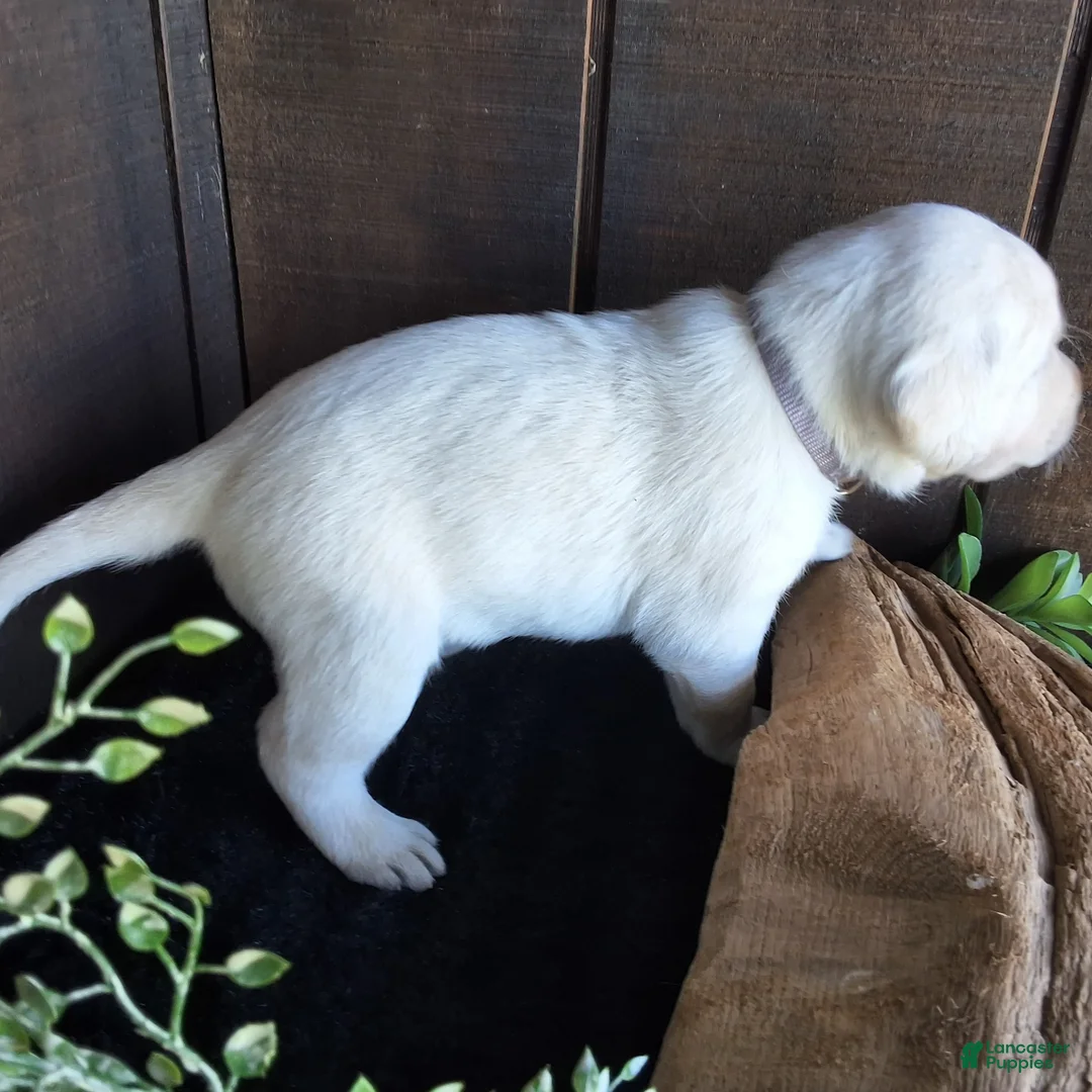 Labrador Retriever dogs for sale: Evie Labrador Retriever 6 - Ad 2
