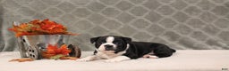 Boston Terrier dogs for sale: Morris - Ad 9
