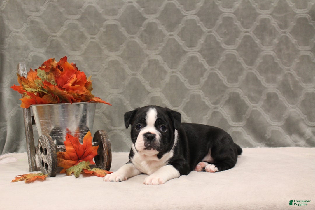 Boston Terrier dogs for sale: Morris - Ad 9