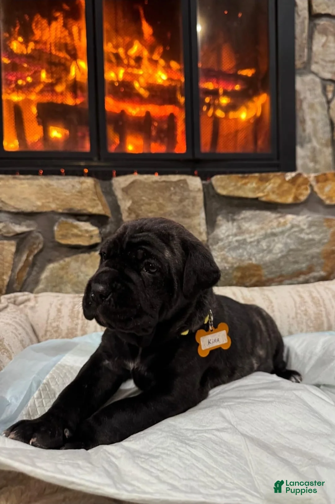 Cane Corso dogs for sale: Kira - Ad 2