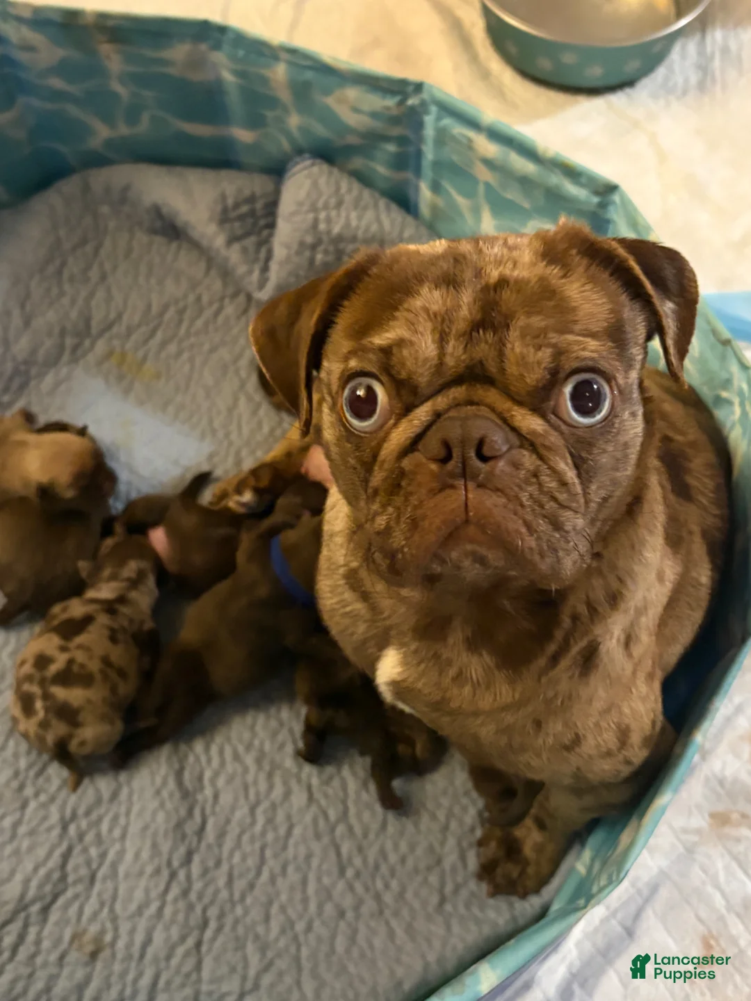 Pug dogs for sale: Hershey  - Ad 5