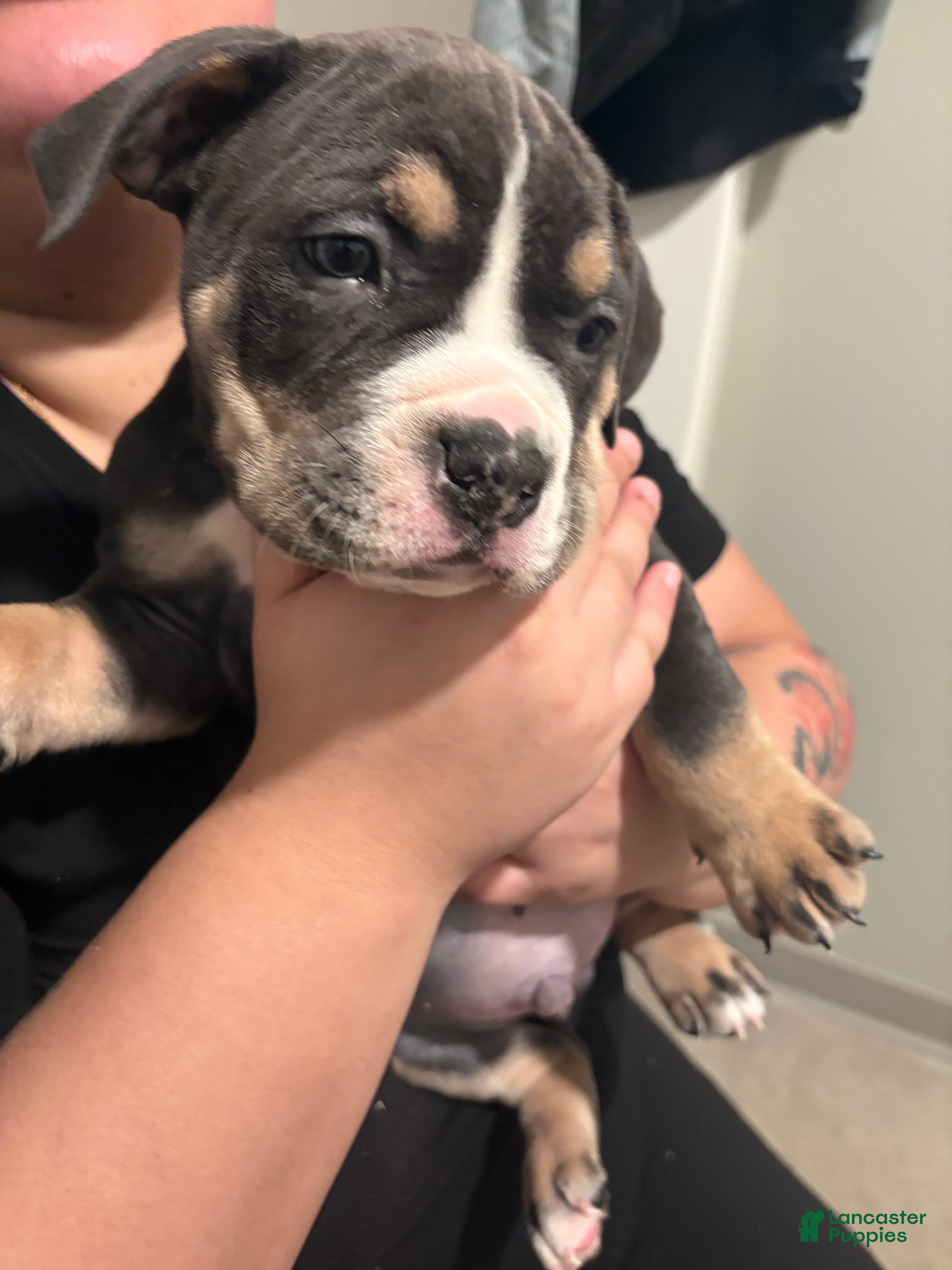 American Bully dogs American Bully Puppy 1 - Ad 2