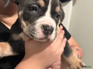 American Bully dogs American Bully Puppy 1 - Ad 2