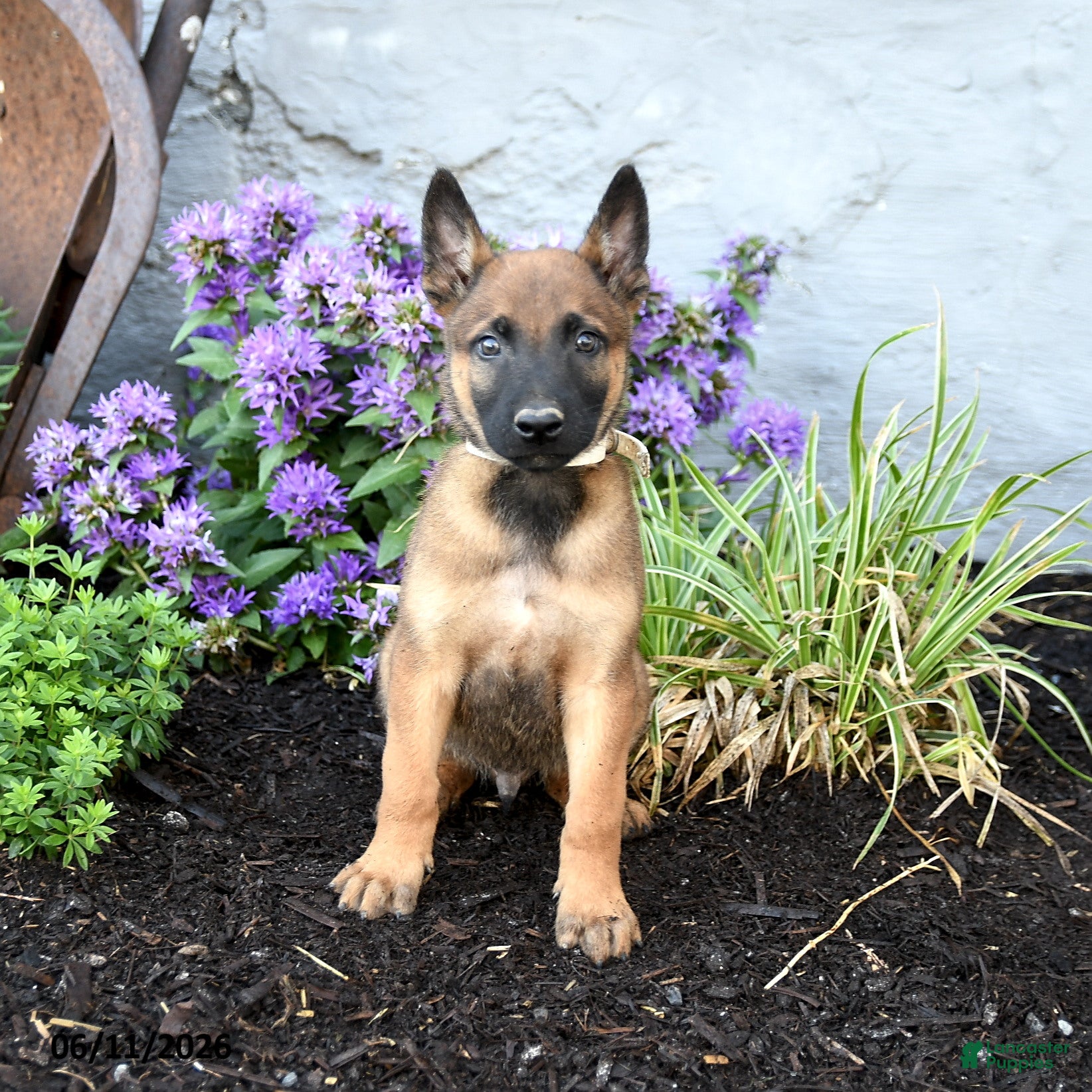 Belgian Malinois dogs Trooper - Ad 2