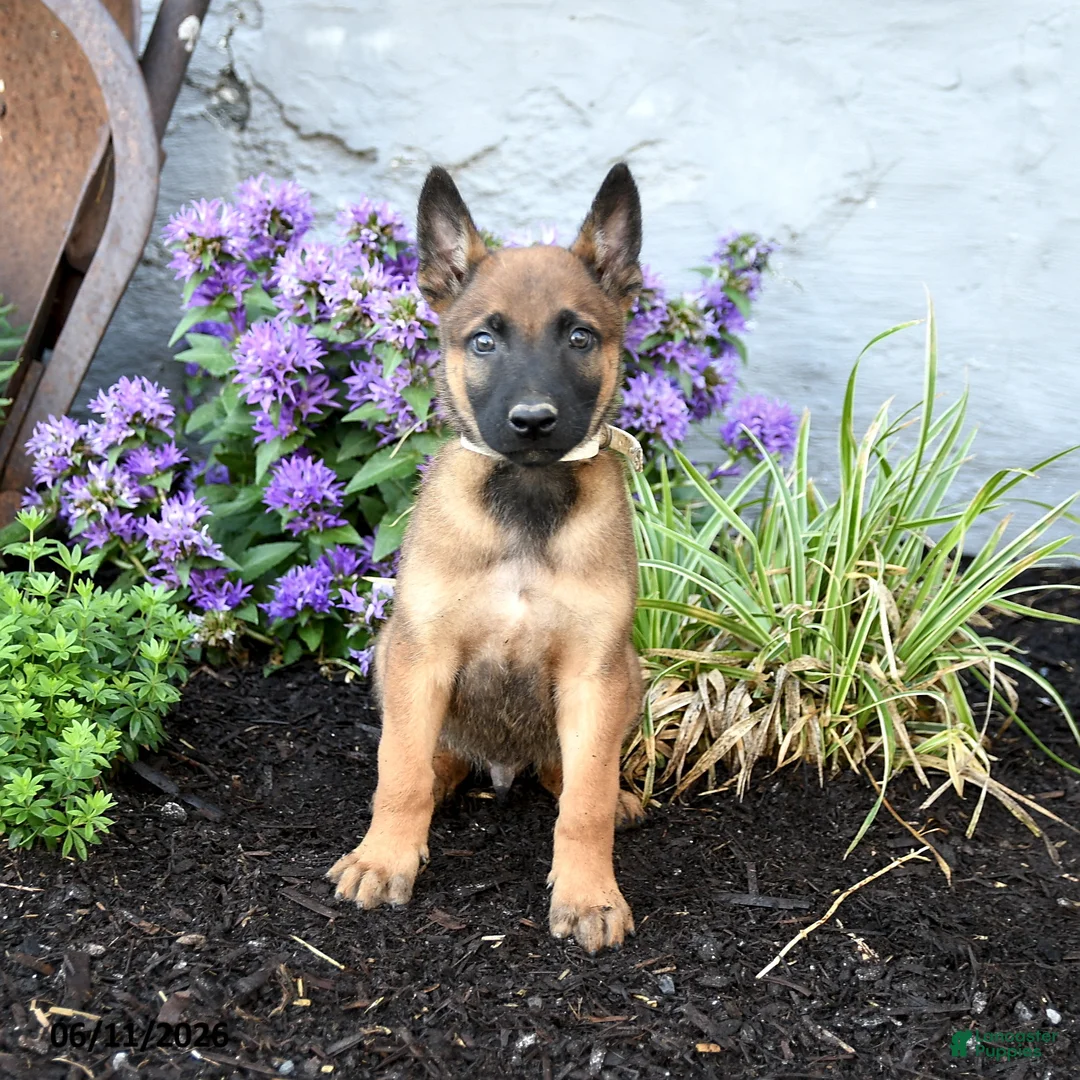 Belgian Malinois dogs for sale: Trooper - Ad 2