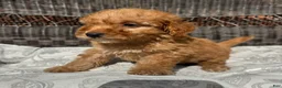 Miniature Poodle dogs for sale: 1 Chucky - Ad 5