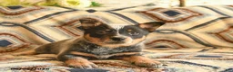 Australian Cattle Dog dogs for sale: Lulu   - Ad 3