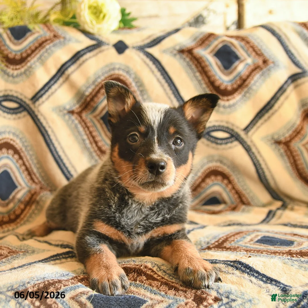 Australian Cattle Dog dogs for sale: Lulu   - Ad 3