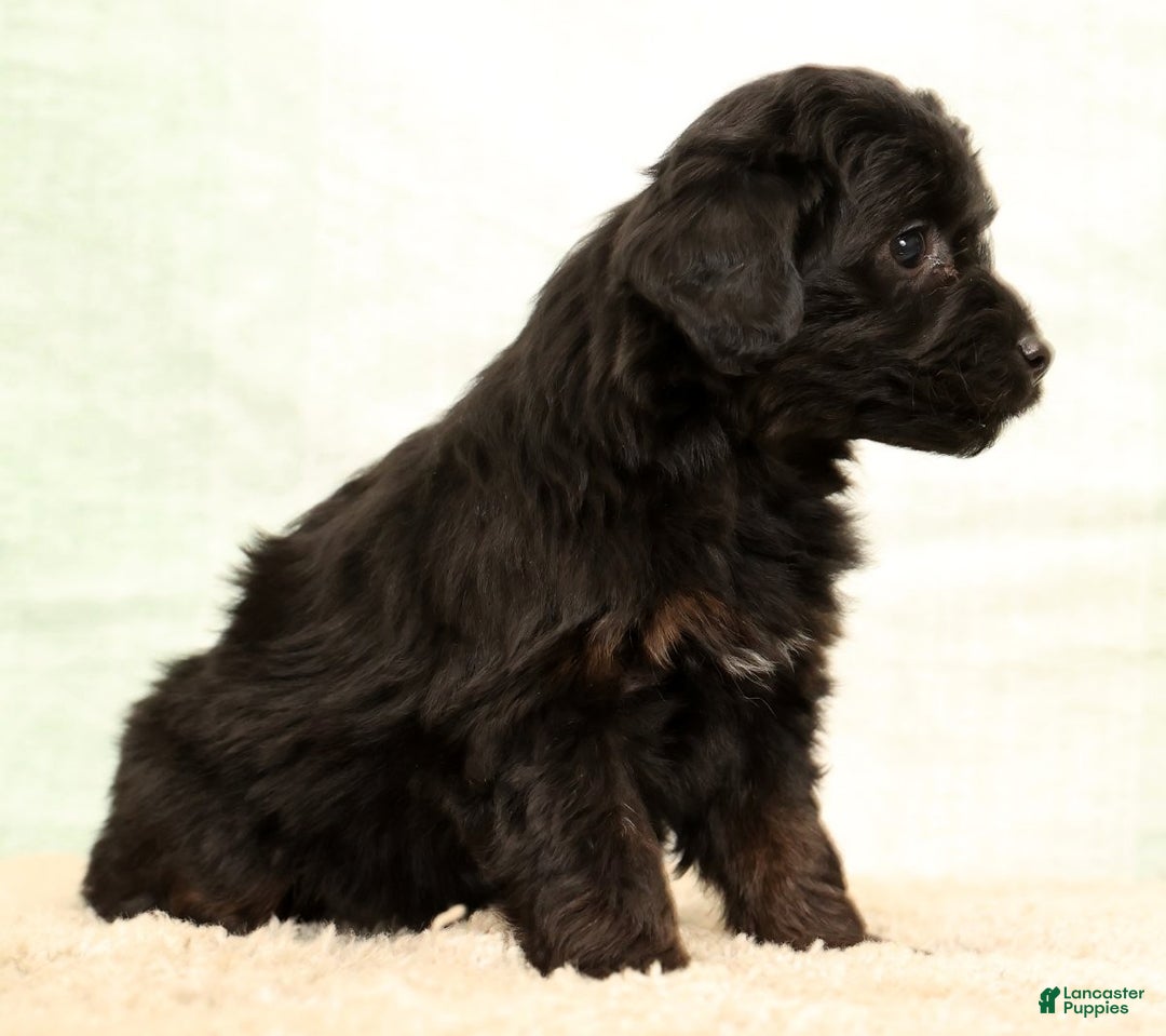 Mini Aussiedoodle dogs for sale: Sadie - Ad 7