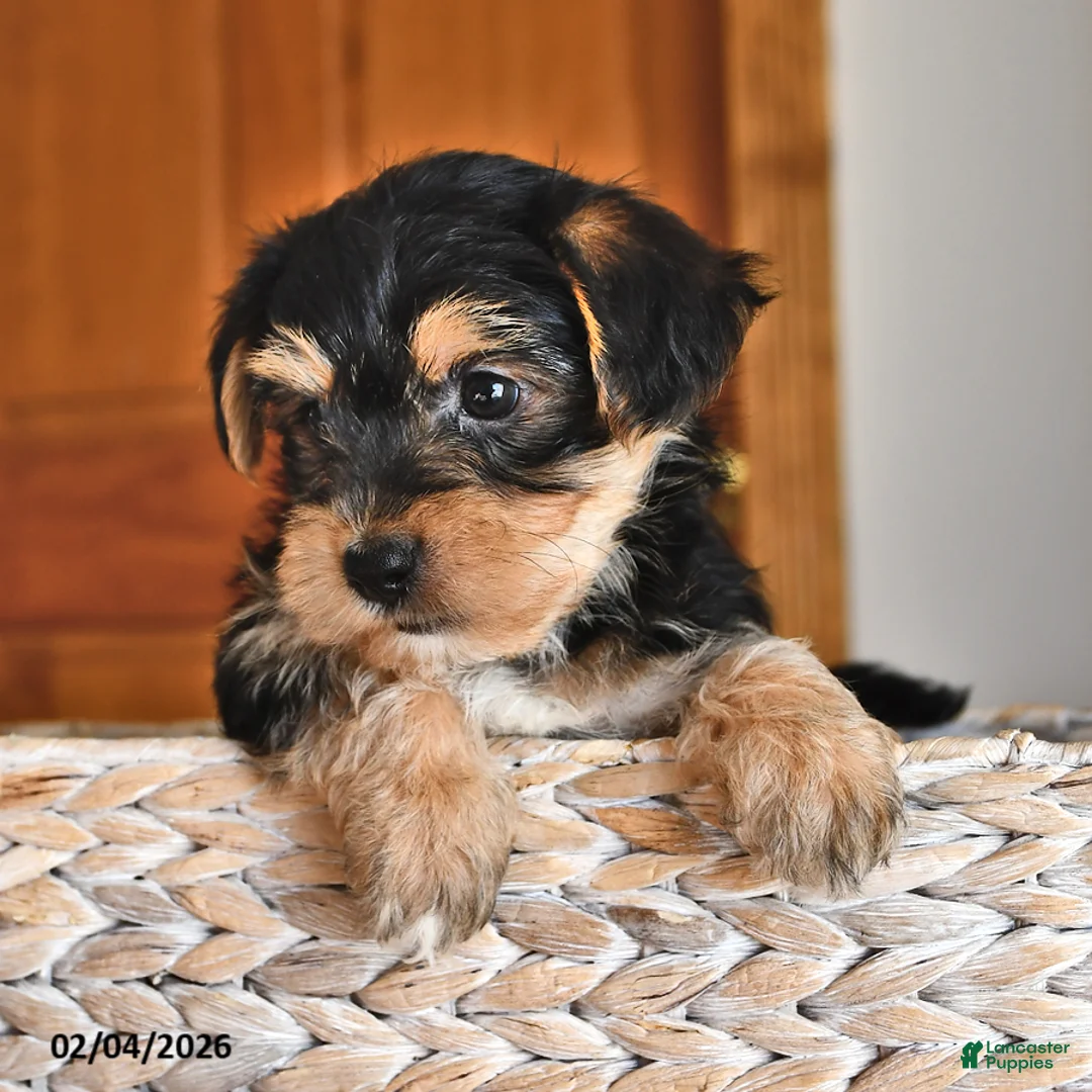 Morkie dogs for sale: Banjo - Ad 2