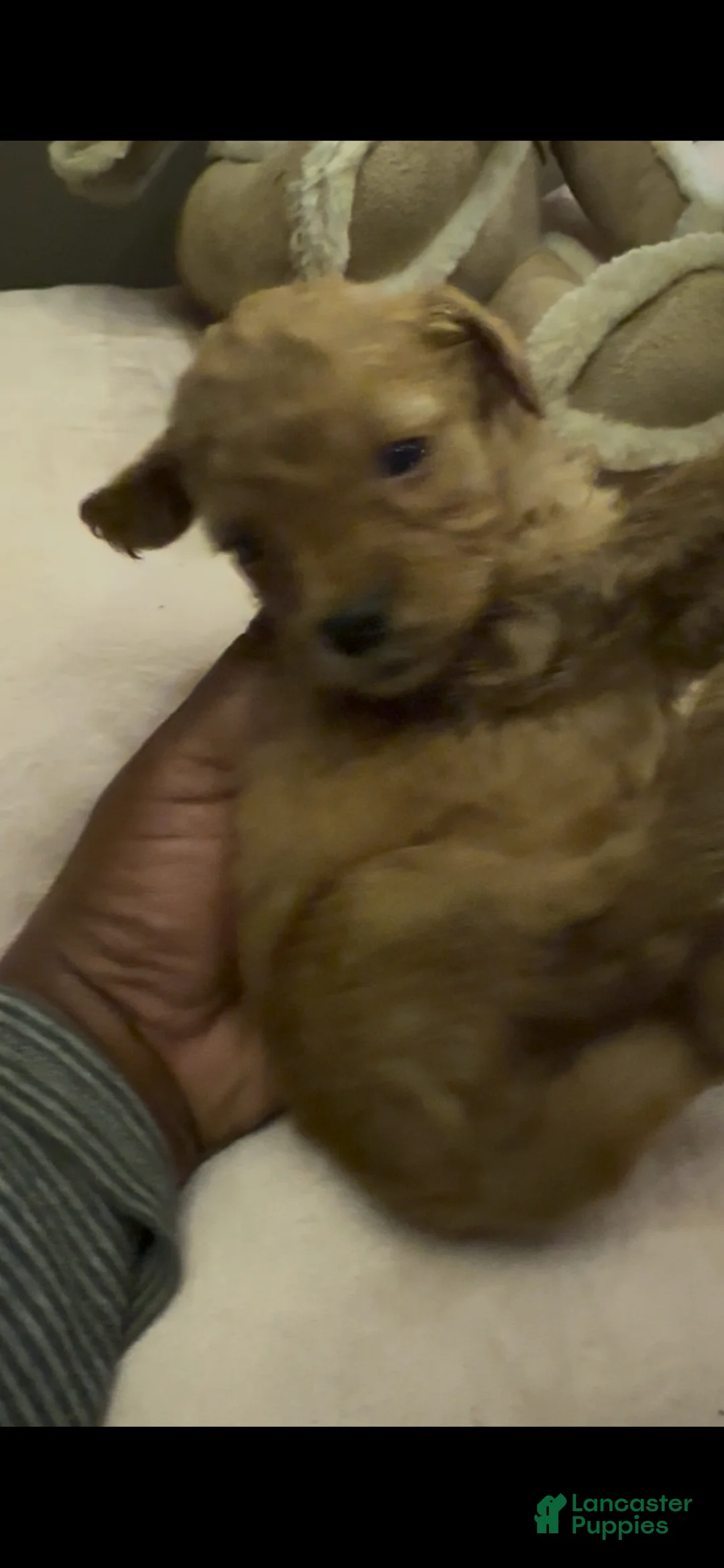 Mixed Breed dogs for sale: Fleece - Ad 2