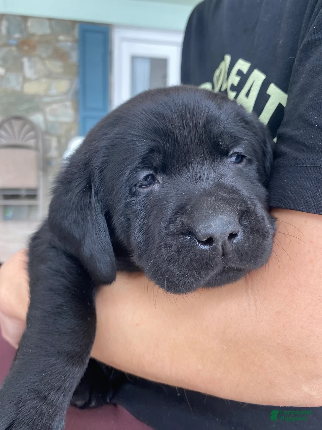 Labrador Retriever dogs for sale: Bear - Ad 1