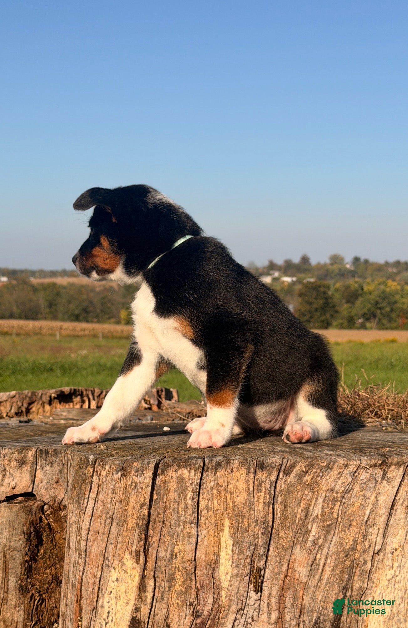Australian Cattle Dog dogs for sale: Sundance  - Ad 2