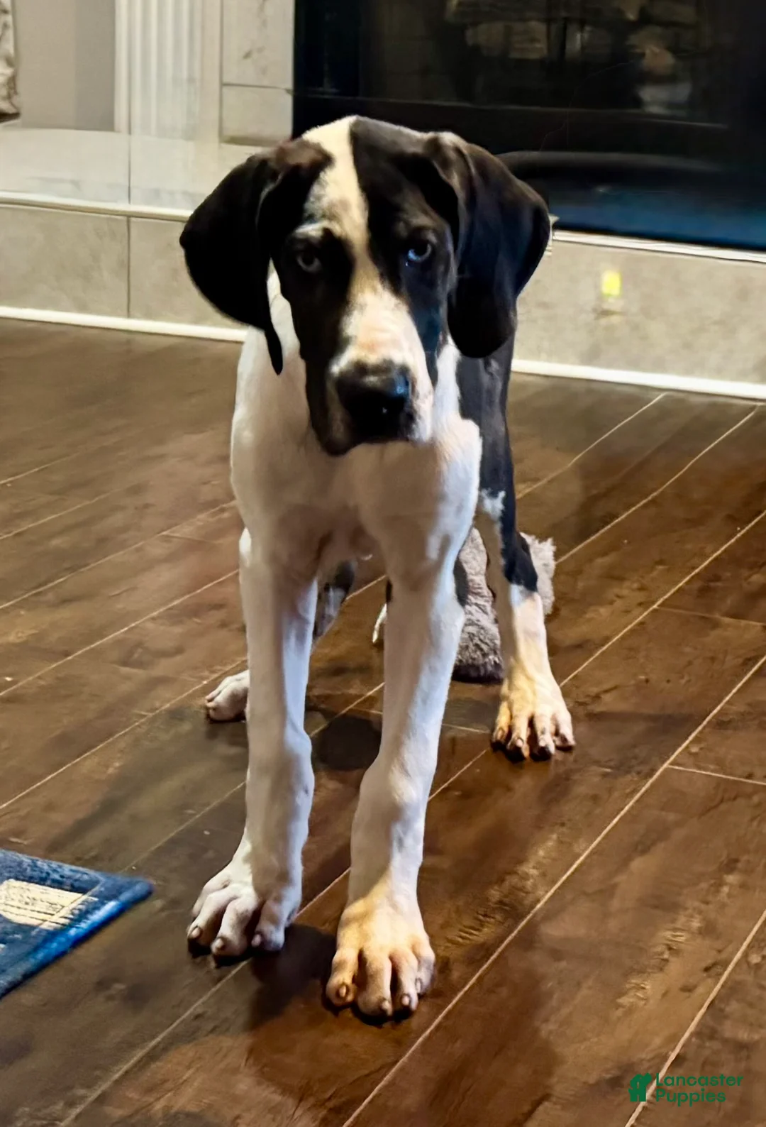 Great Dane dogs for sale: Harlequin Merle  - Ad 2