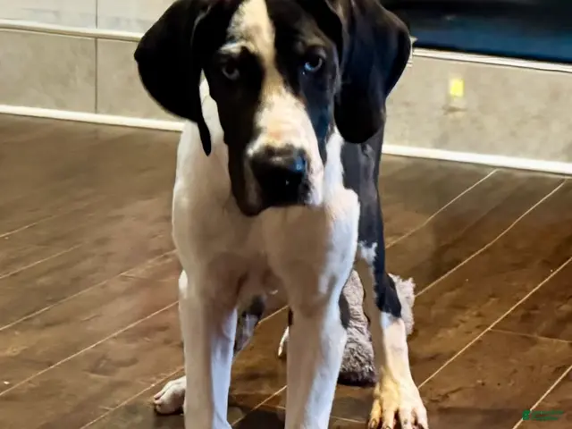 Great Dane dogs Harlequin Merle - Ad 2