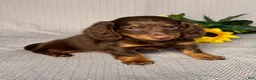Miniature Dachshund dogs for sale: Luke - Ad 3