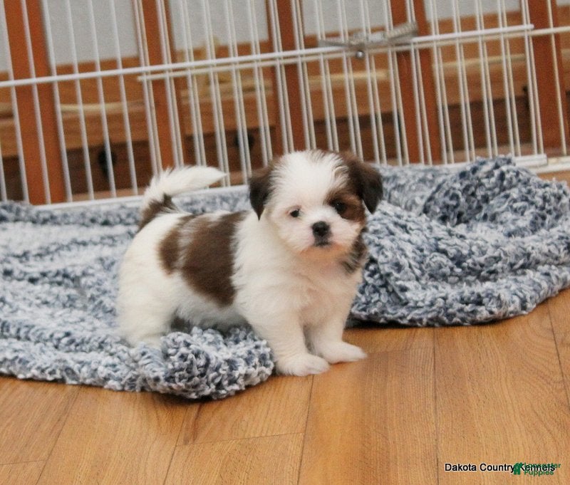 Malshi dogs Bella - Ad 2
