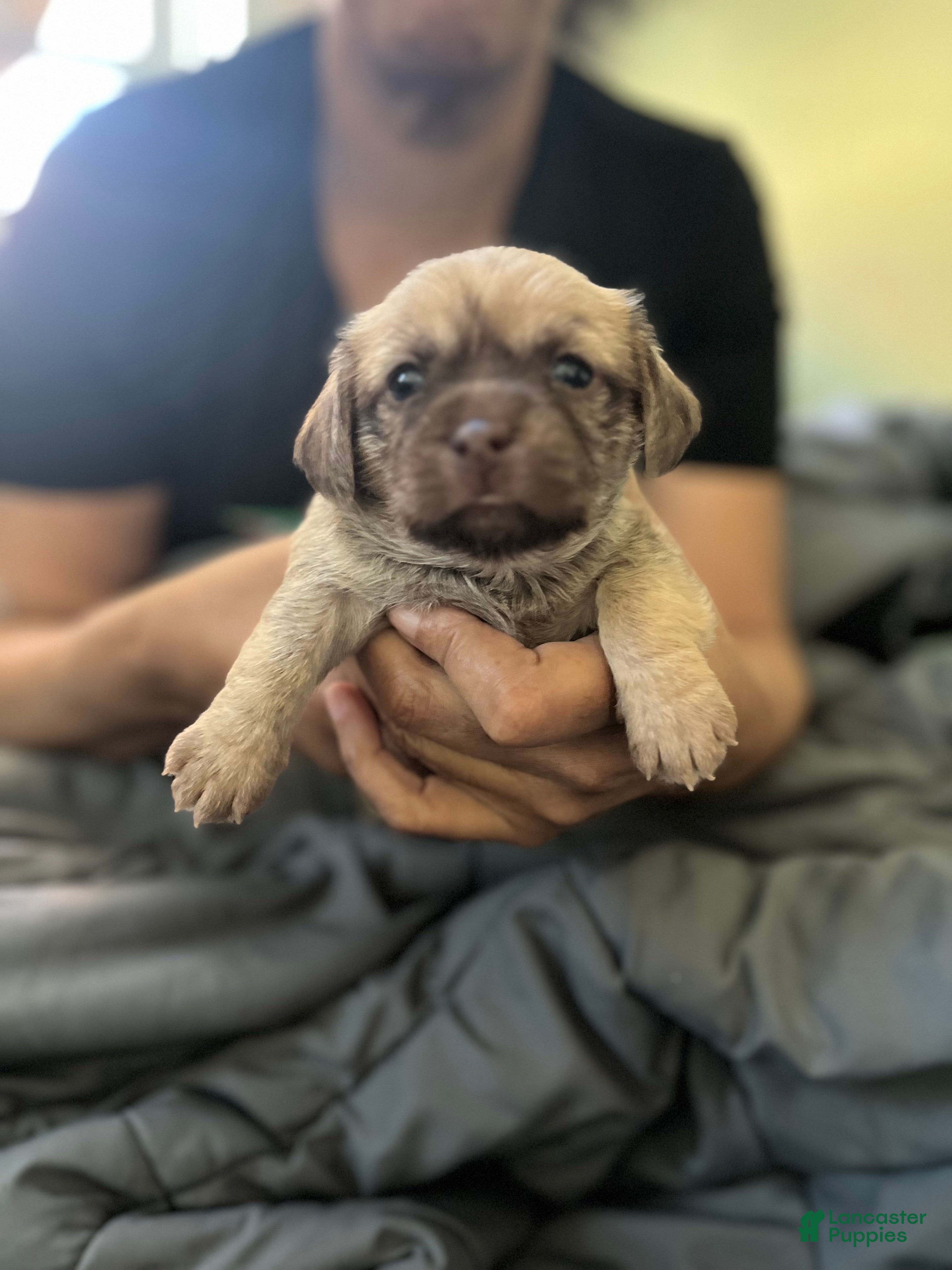 Mixed Breed dogs Mixed Breed Puppy 1 - Ad 24