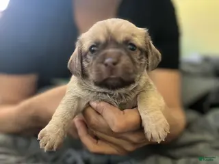 Mixed Breed dogs Mixed Breed Puppy 1 - Ad 1