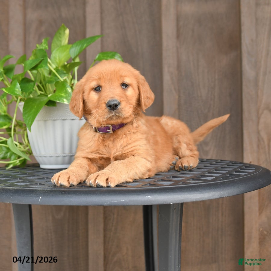 Golden Retriever dogs Roxy - Ad 1