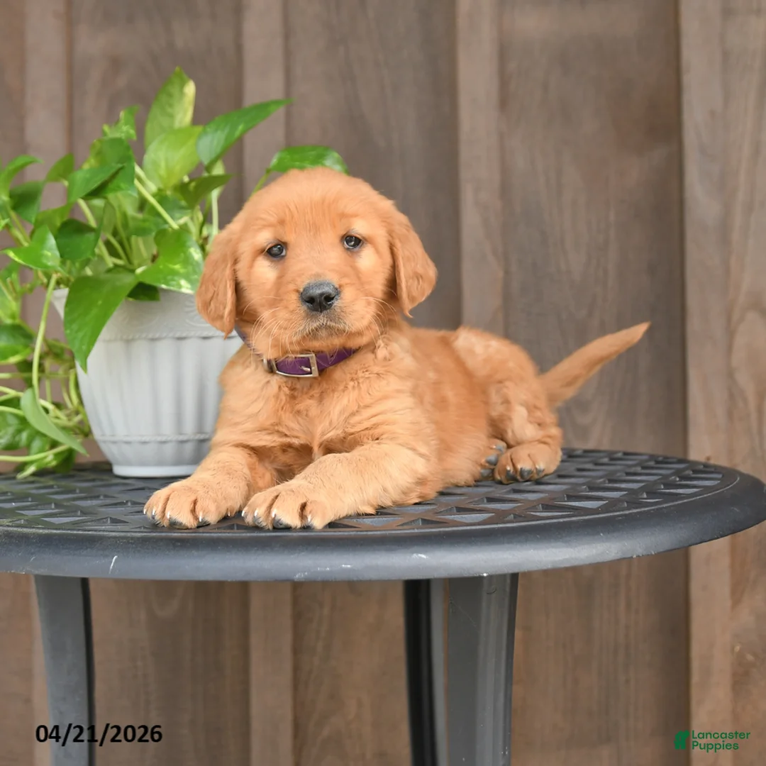 Golden Retriever dogs for sale: Roxy - Ad 1