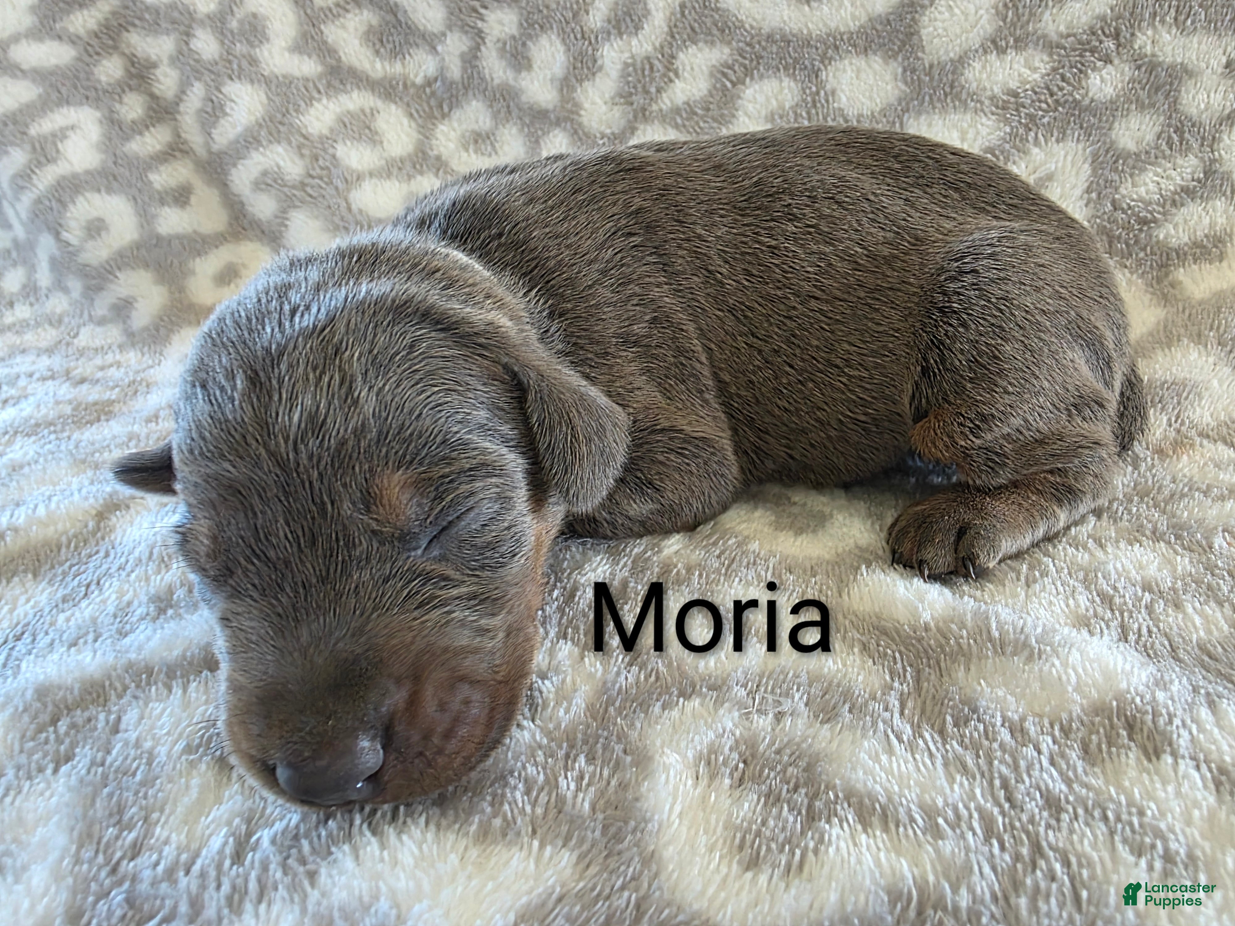 Doberman Pinscher dogs Doberman Pinscher Puppy 7 - Ad 9