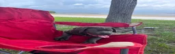Cane Corso dogs for sale: Raiden - Ad 6