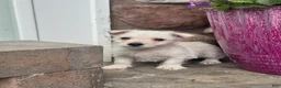 West Highland Terrier dogs for sale: Wiggles - Ad 4