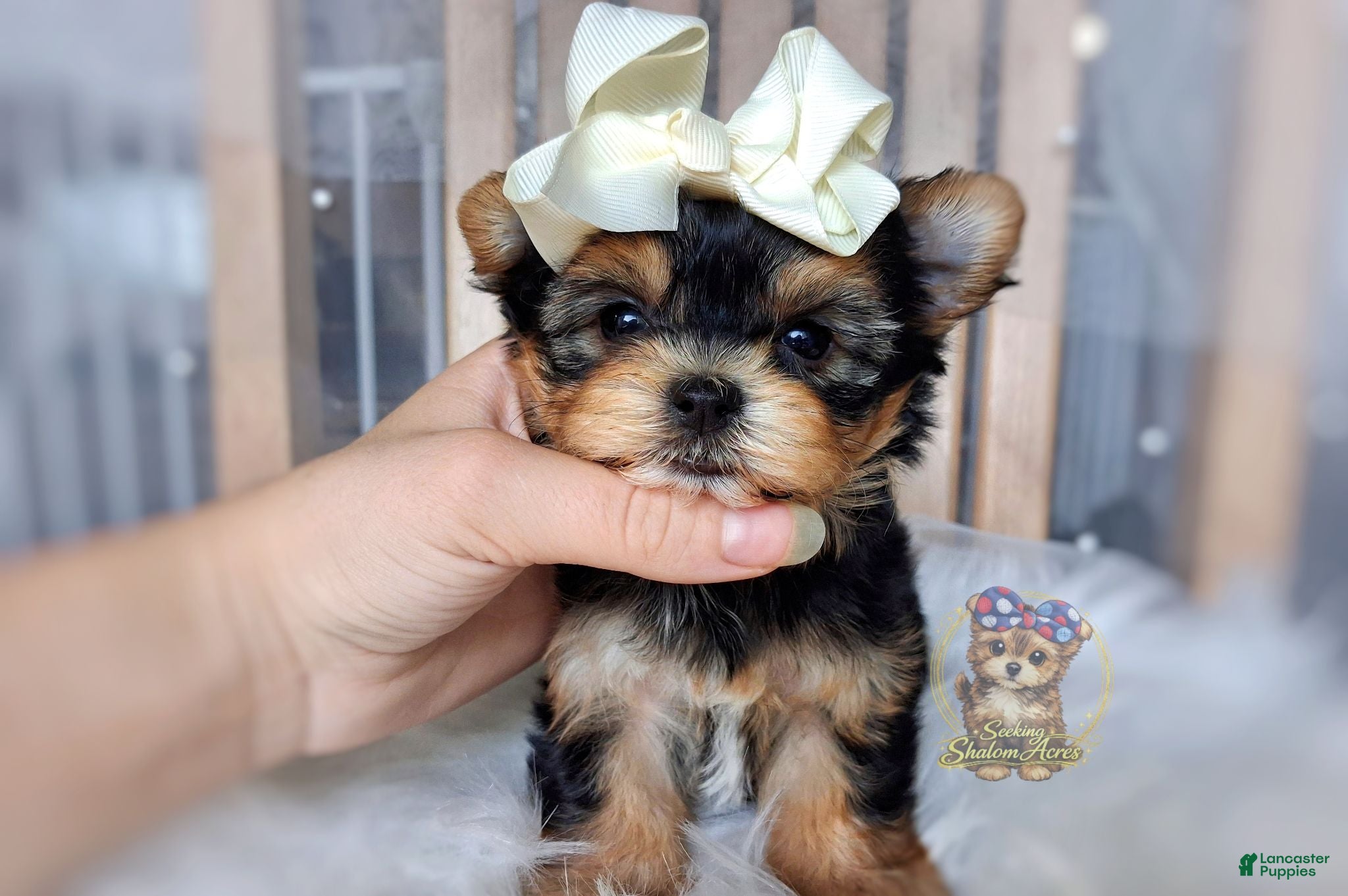 Morkie dogs Korean Tala - Ad 20