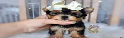 Morkie dogs for sale: Korean Tala - Ad 1